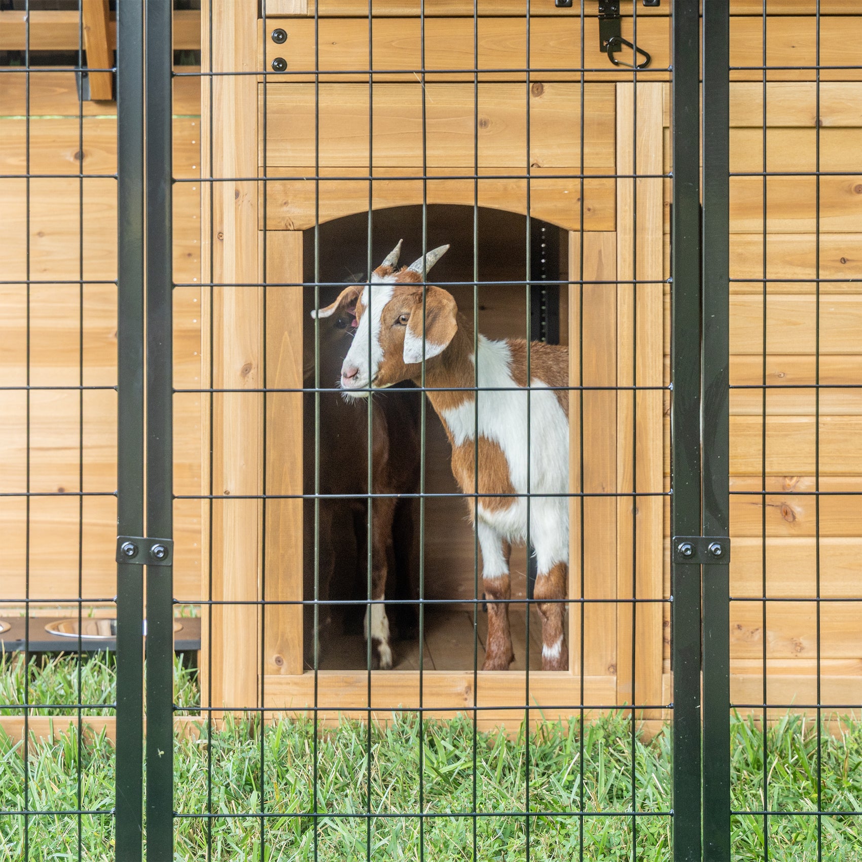Animal Enclosure