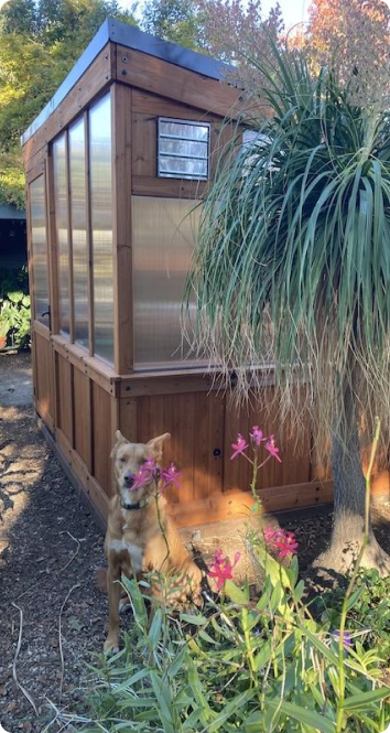 Dog sitting in front of a small wooden greenhouse with plants and flowers around.
