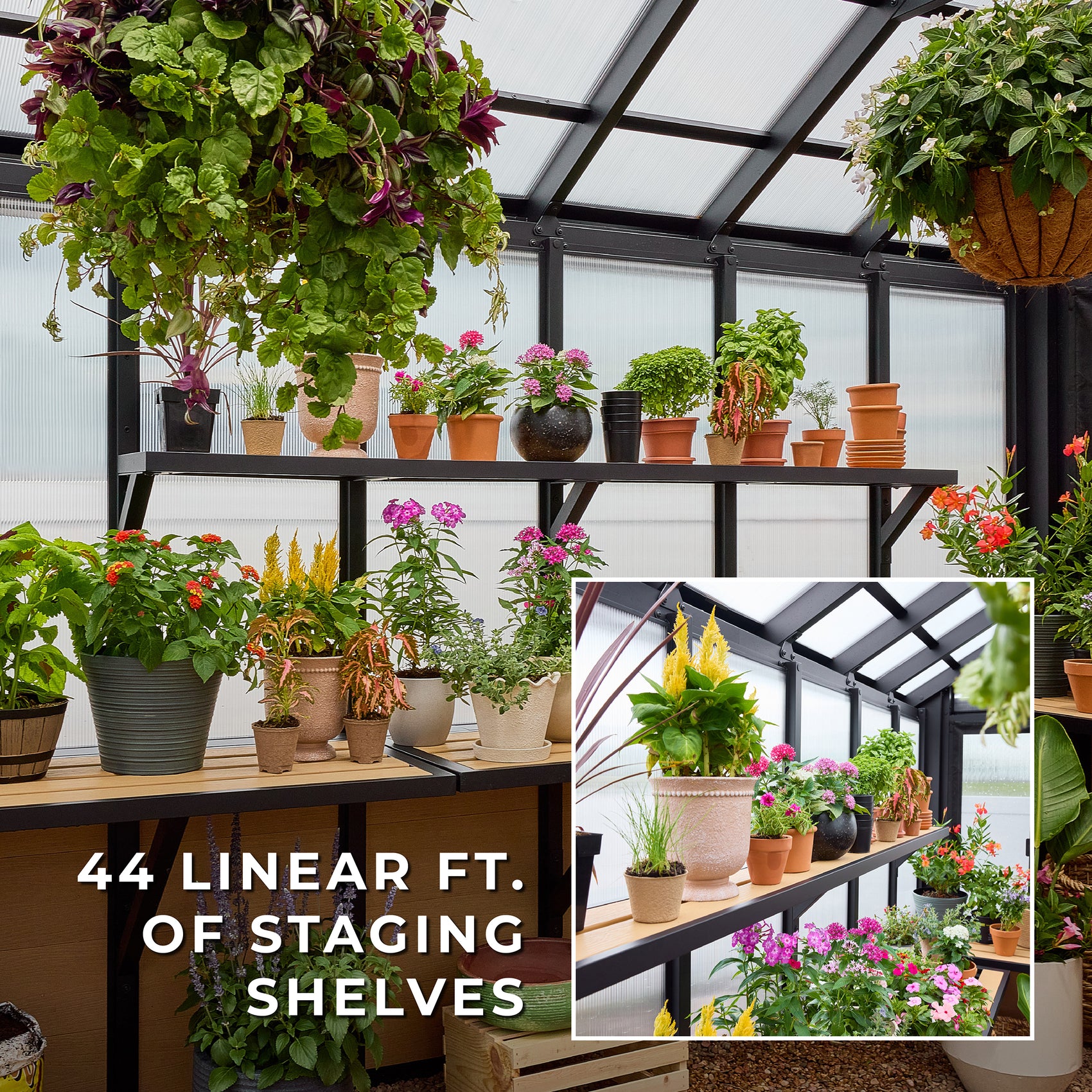 Staging shelves inside the Larkspur outdoor greenhouse hold rows of potted flowers and herbs across 44 linear feet.