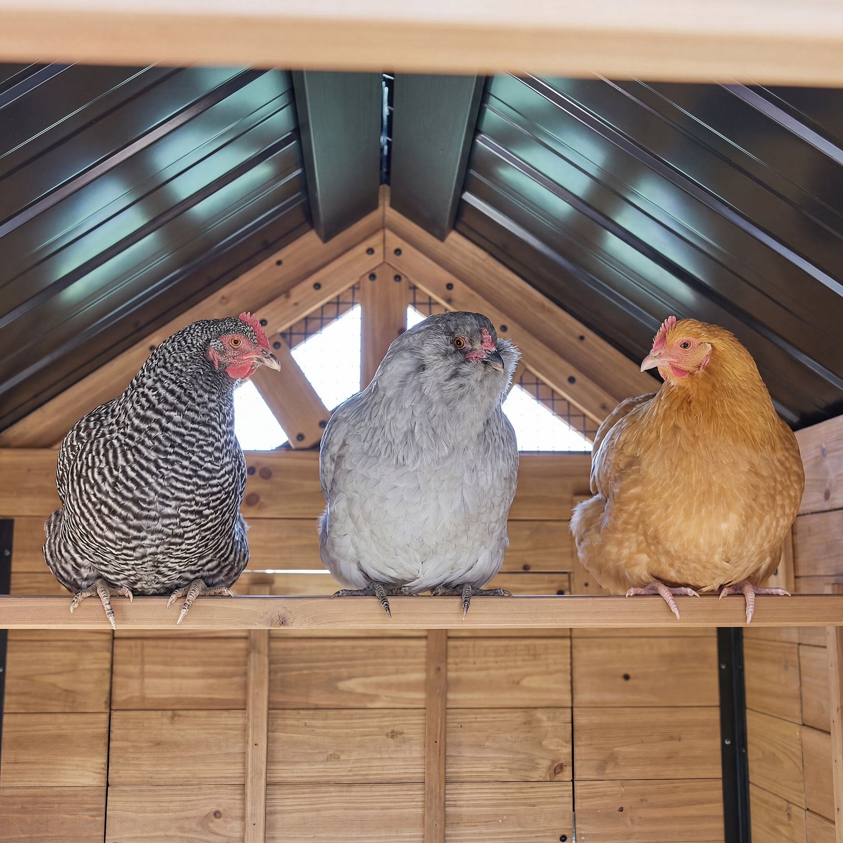 Sweetwater Chicken Coop - Brown