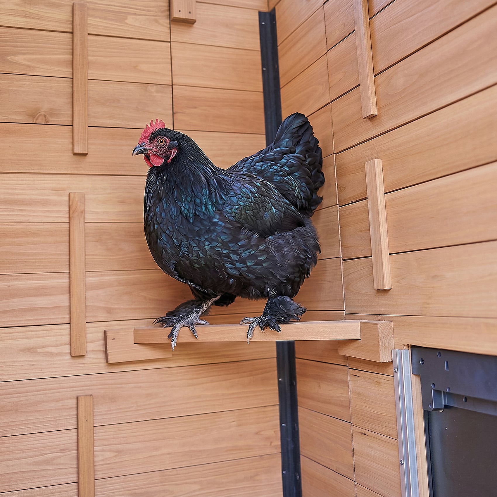 Sweetwater Chicken Coop - Brown