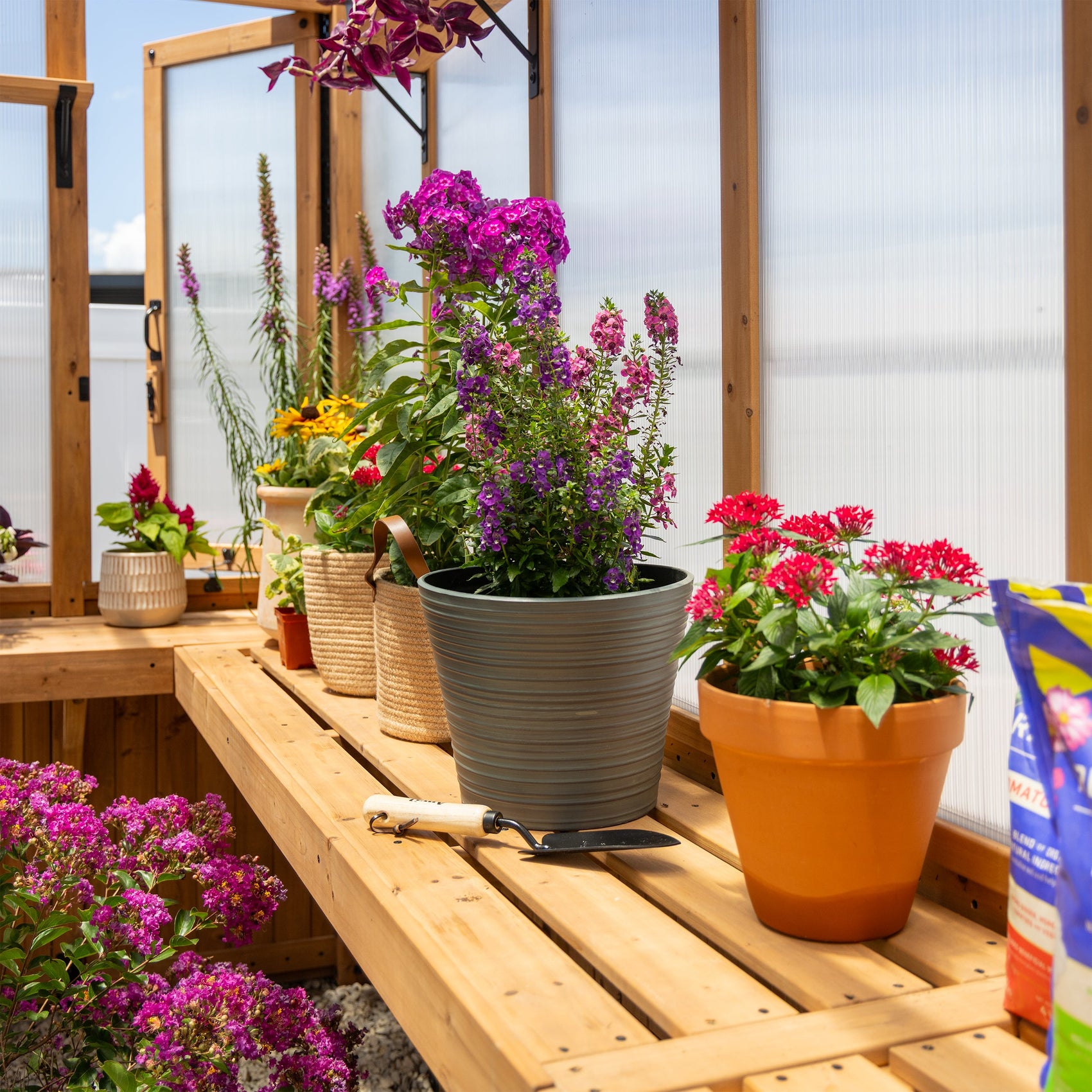 Interior of a Backyard Discovery home wooden greenhouse with staging shelves holding potted plants and gardening tools.