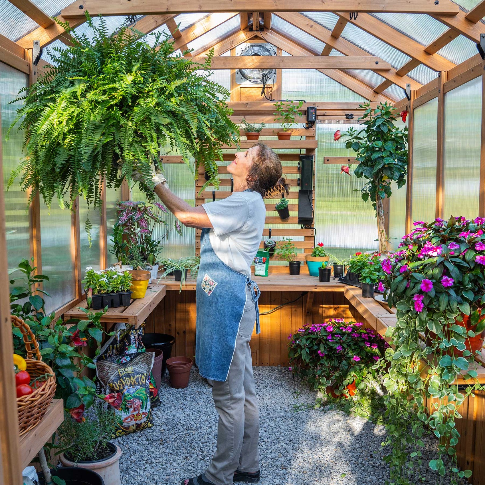 Woman tending hanging fern inside a Backyard Discovery cedar greenhouse with built-in slat wall, staging shelves, and thermostat-activated exhaust fan.
