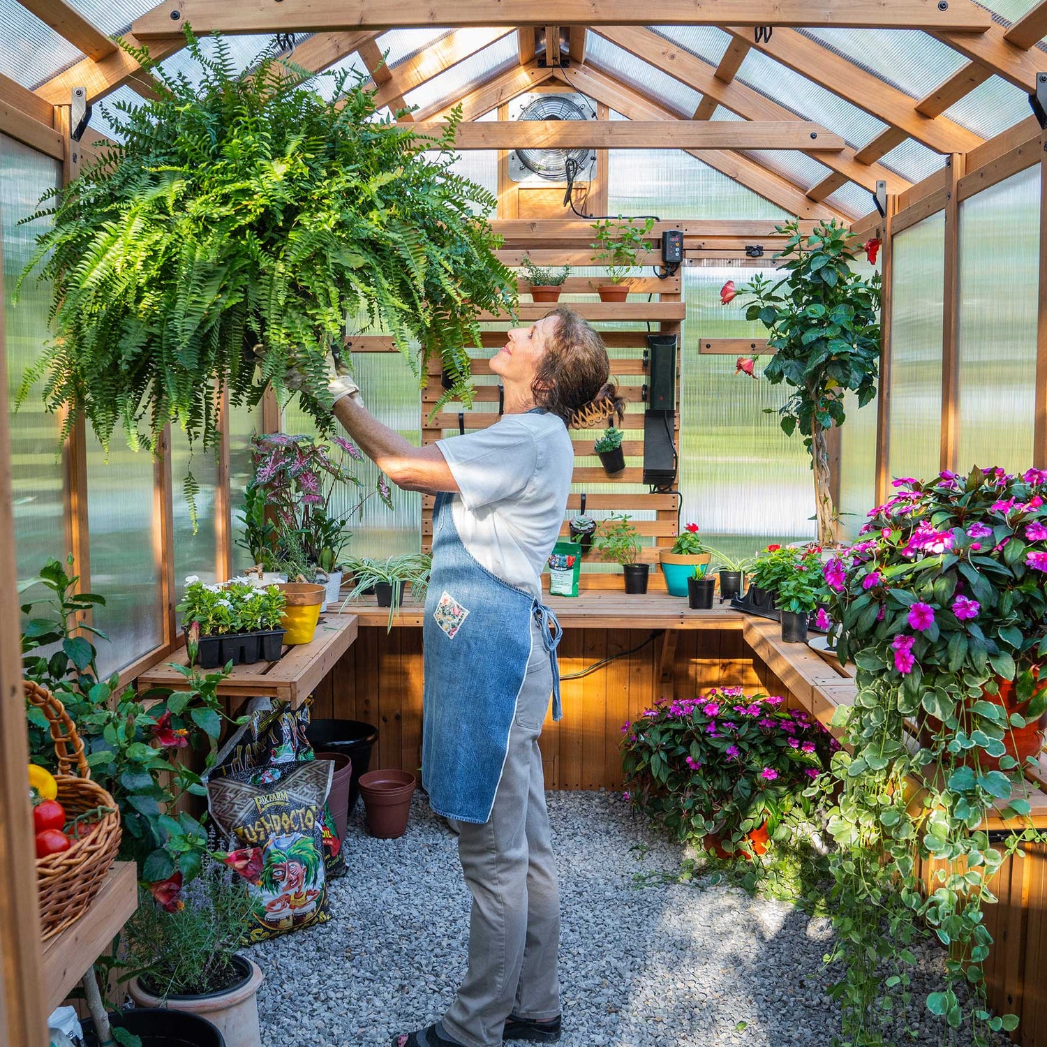 Woman tending hanging fern inside a Backyard Discovery cedar greenhouse with built-in slat wall, staging shelves, and thermostat-activated exhaust fan.