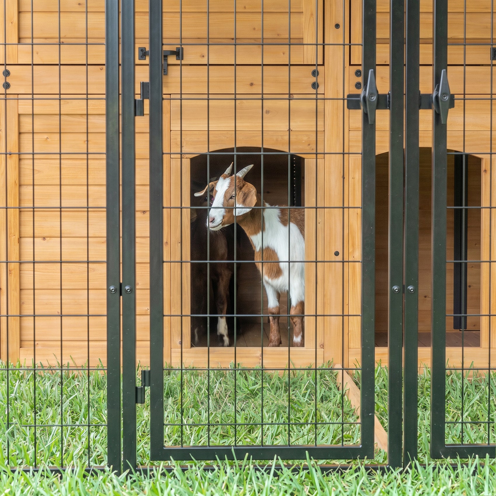 Two goats inside Backyard Discovery cedar and steel outdoor animal enclosure on grass.