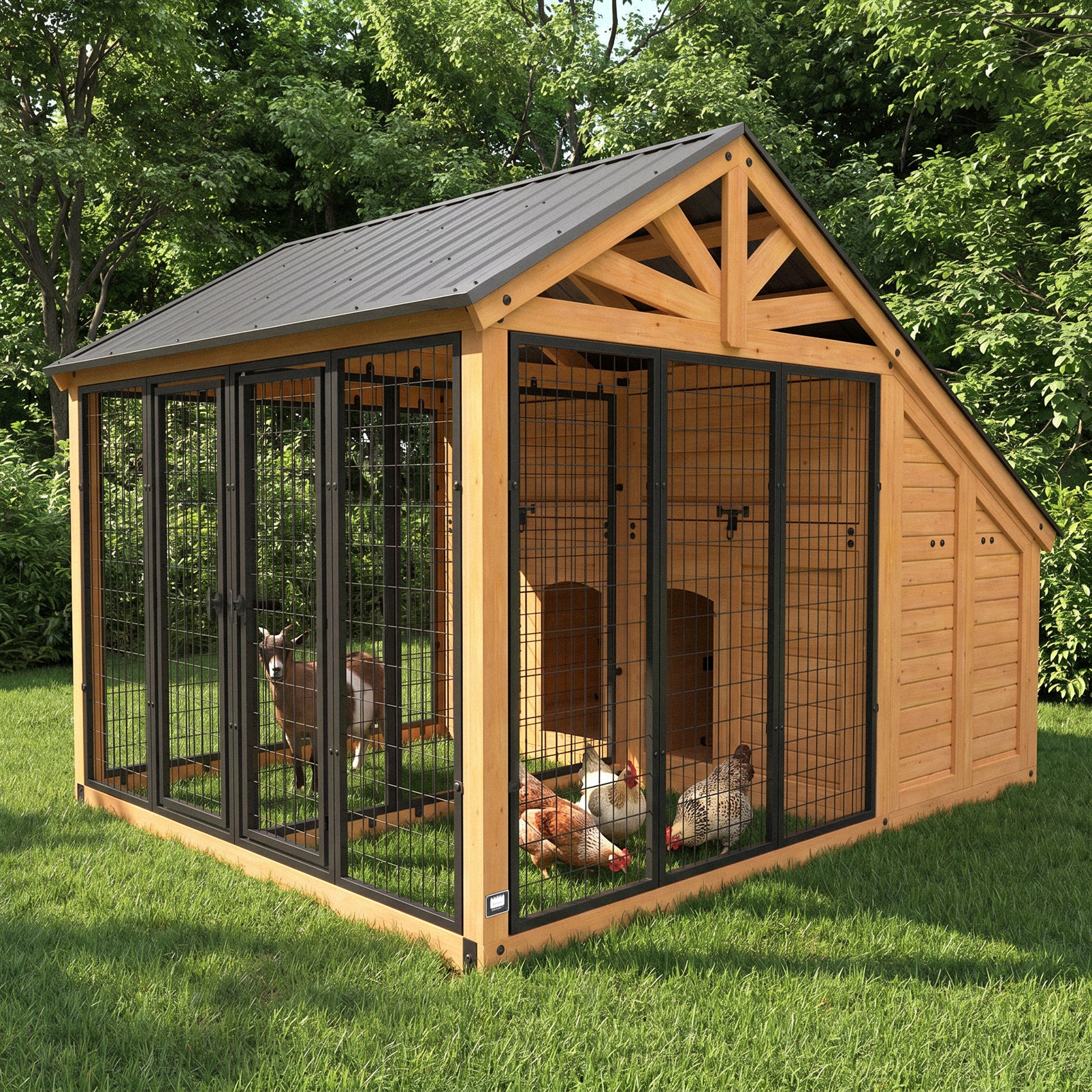 Goat and chickens sharing Backyard Discovery cedar outdoor pet enclosure in backyard.