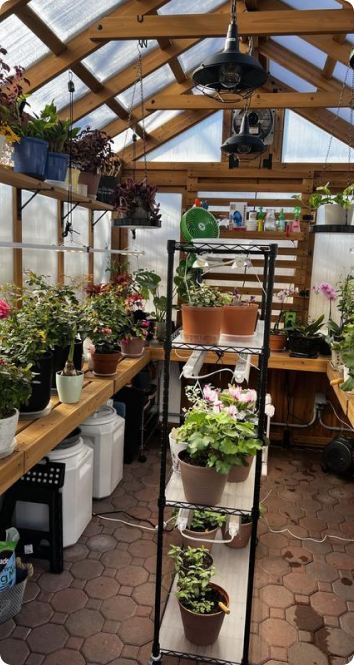 Cedar greenhouse interior with potted plants on staging shelves and a potting bench.