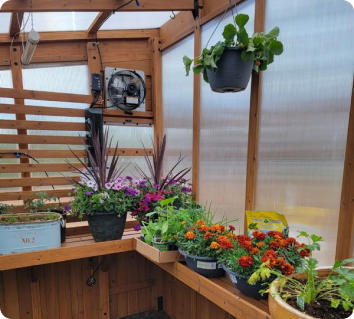 Greenhouse interior with various potted plants and gardening tools.