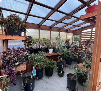 Greenhouse filled with potted plants with cedar framing and polycarbonate panels.
