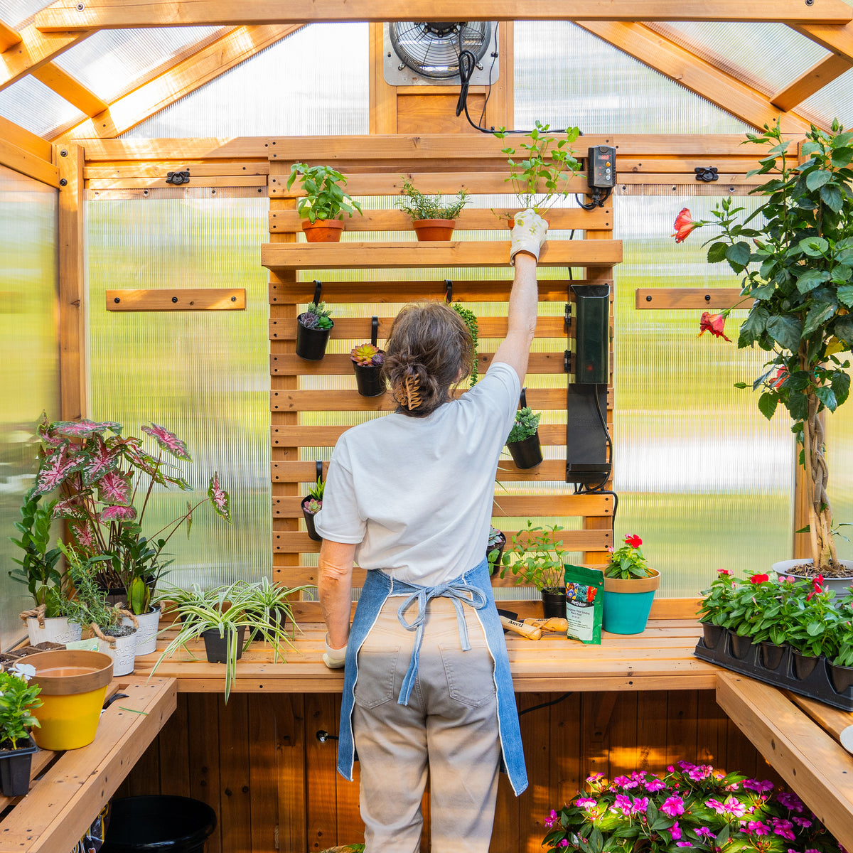 Woman arranging plants on a cedar slat wall inside a backyard greenhouse.