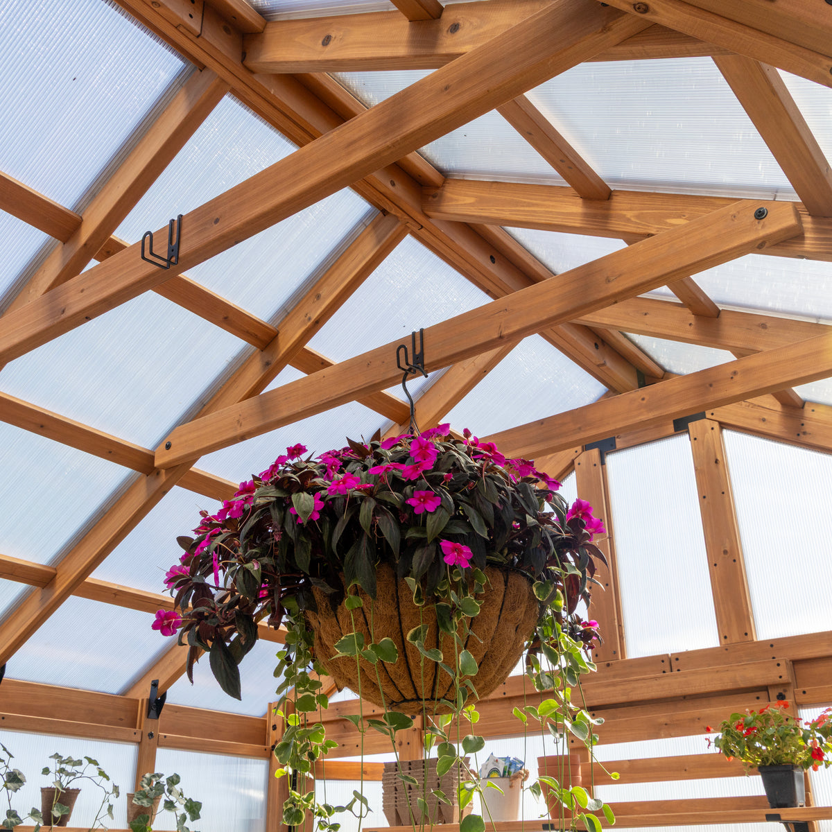 Interior cedar greenhouse roof with a hanging basket of magenta impatiens in a coir liner.