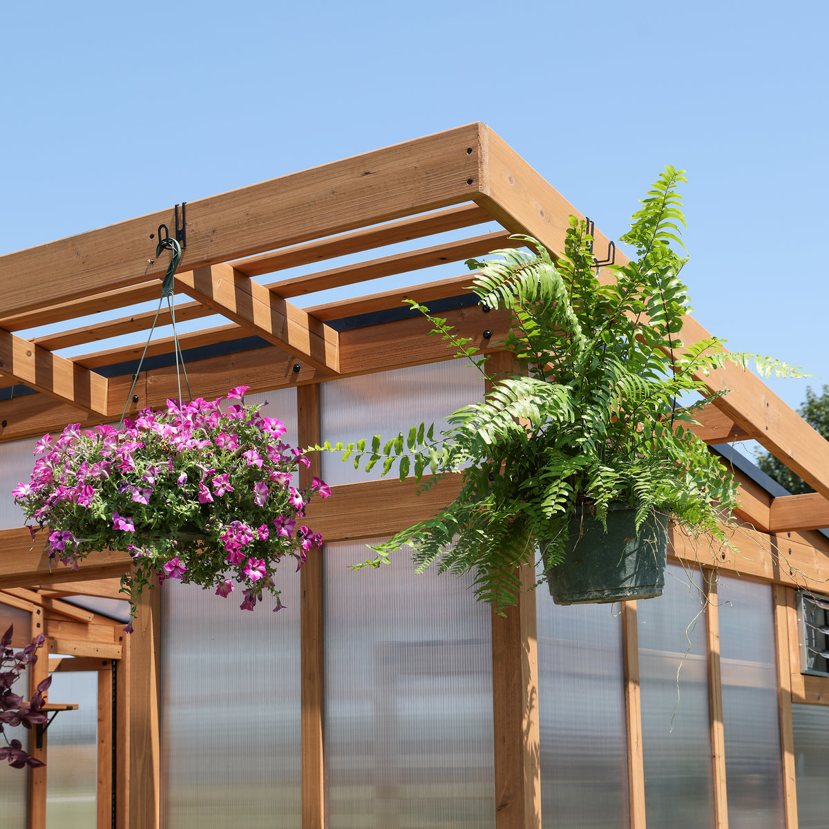 4-wall polycarbonate greenhouse with hanging baskets of pink petunias and a lush fern displayed on the pergola frame.