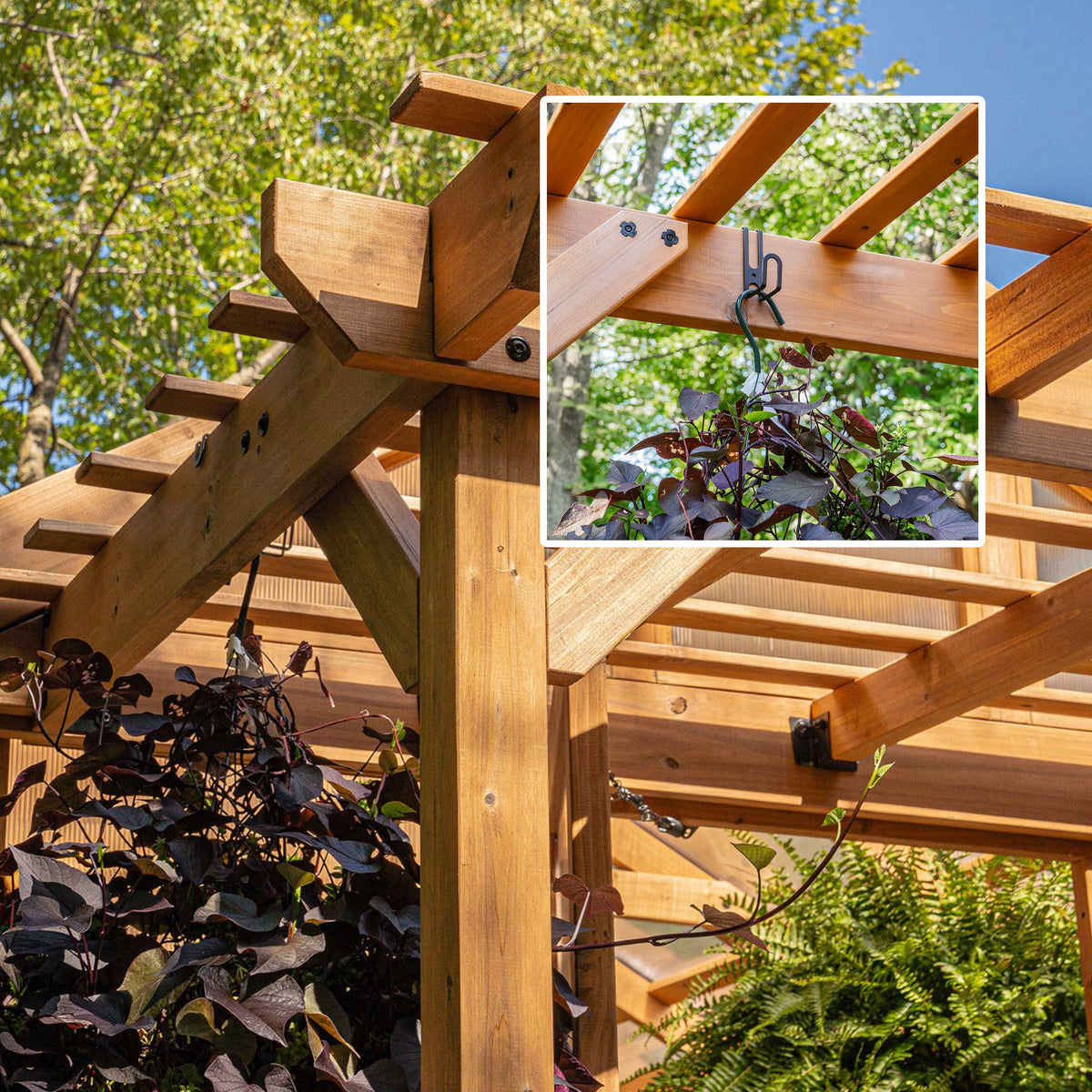 Cedar pergola beam in a greenhouse kit with a hanging plant hook holding a purple-leafed trailing plant.