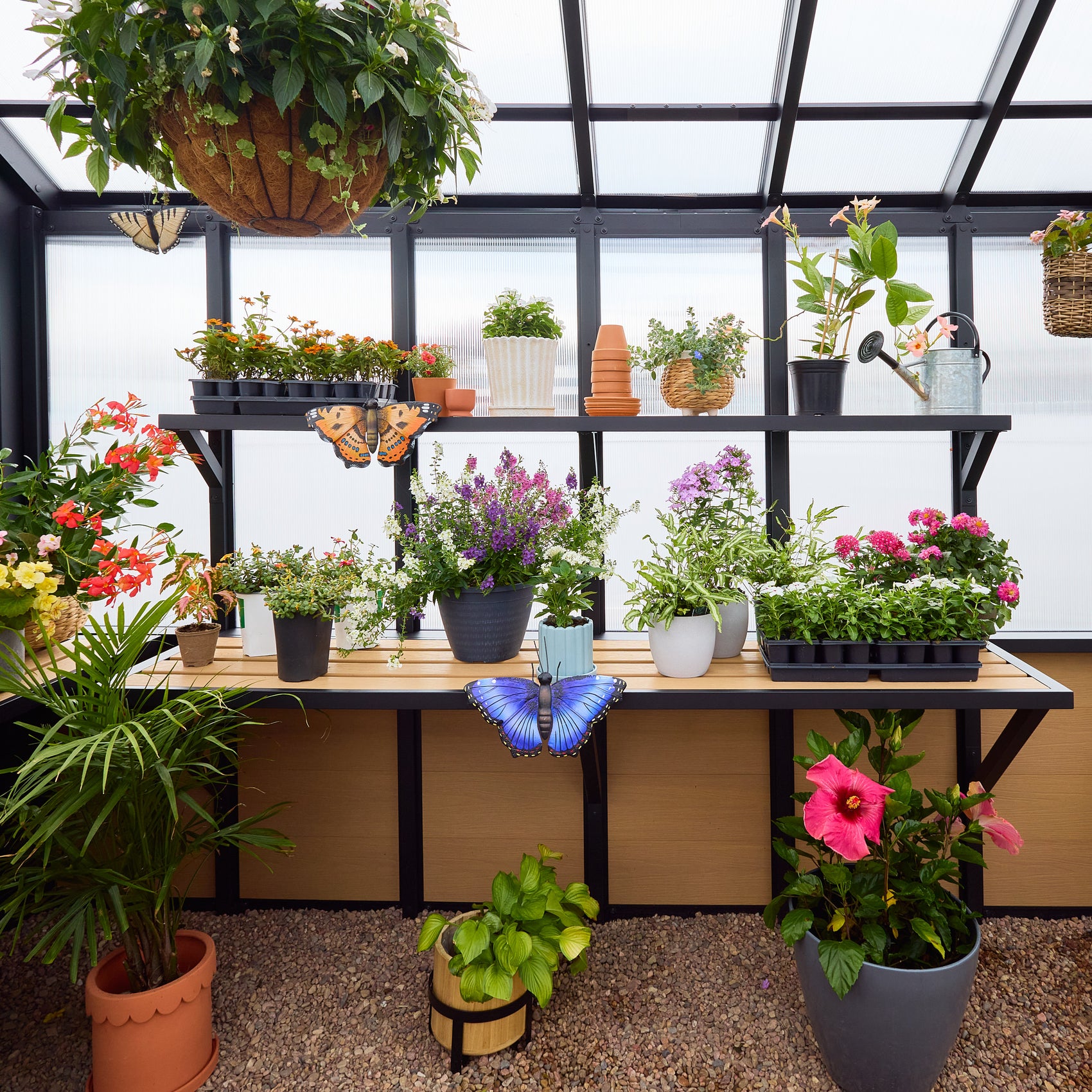 Heavy-duty staging shelves inside the Larkspur metal greenhouse hold potted flowers and seedlings.