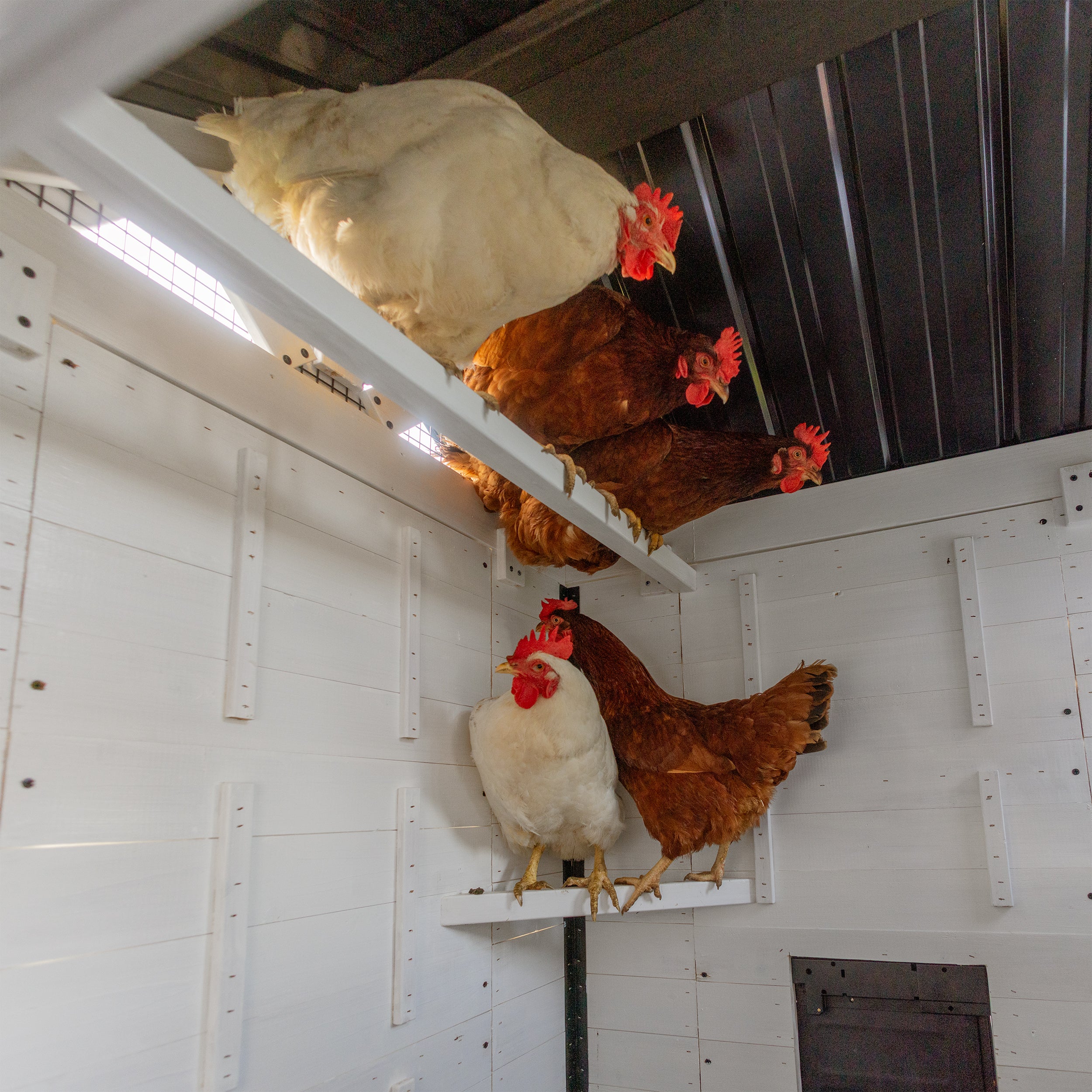 Sweetwater Chicken Coop